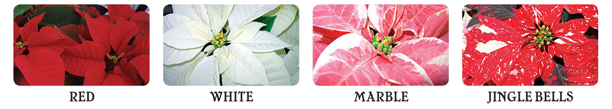 Poinsettia-styles2024